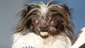  These 7 Secret Techniques To Improve Peanut The World's Ugliest Dog