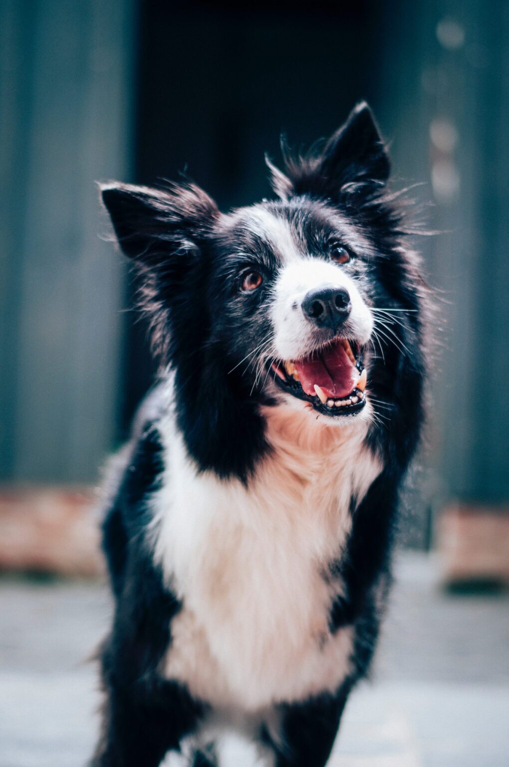 If You Want To Be A Winner, Change Your PET SMART Philosophy Now! If You Want To Be A Winner, Change Your PET SMART Philosophy Now!