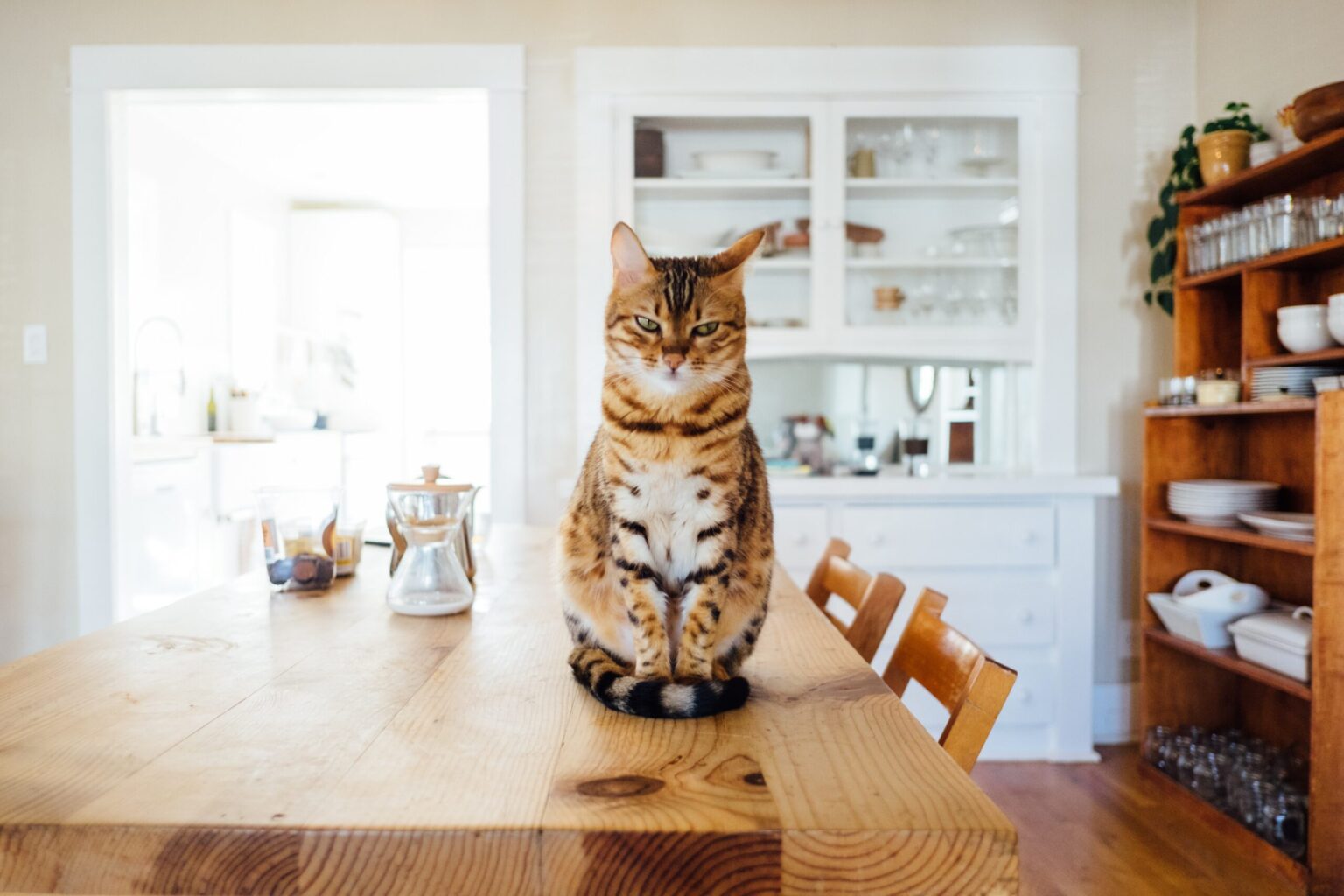 The Next 60 Things To Immediately Do About Smallest Cat Breeds The Next 60 Things To Immediately Do About Smallest Cat Breed
