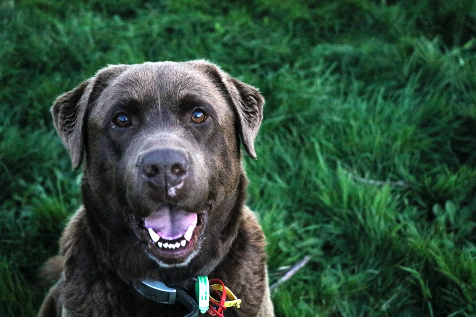 How 6 Things Will Change The Way You Approach Smile Dog