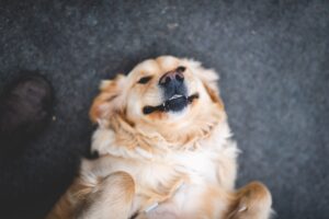 How 6 Things Will Change The Way You Approach Smile Dog