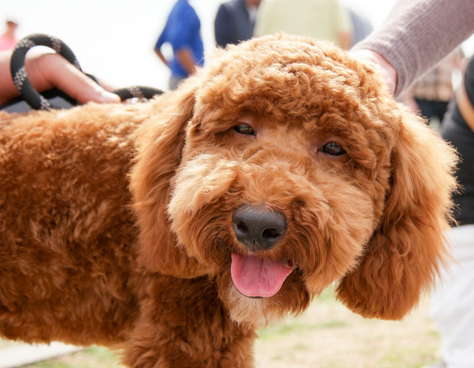 Top 10 Tips To Grow Your PETLIFE