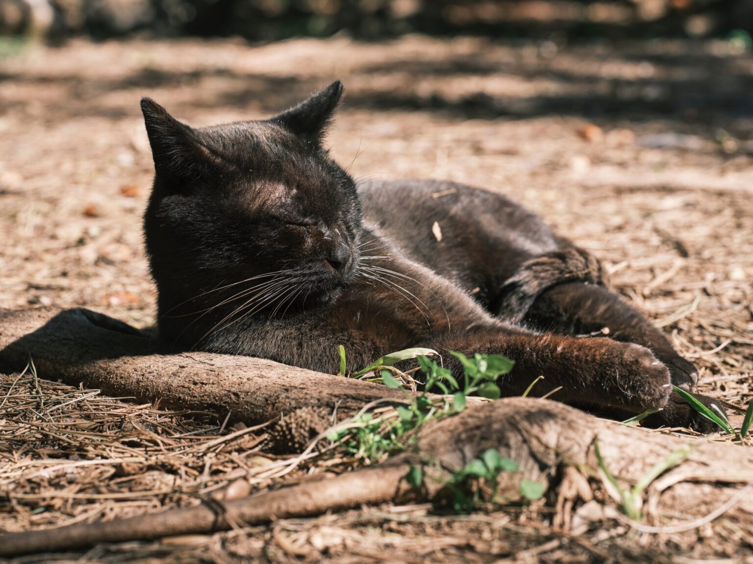 Videos For Cats