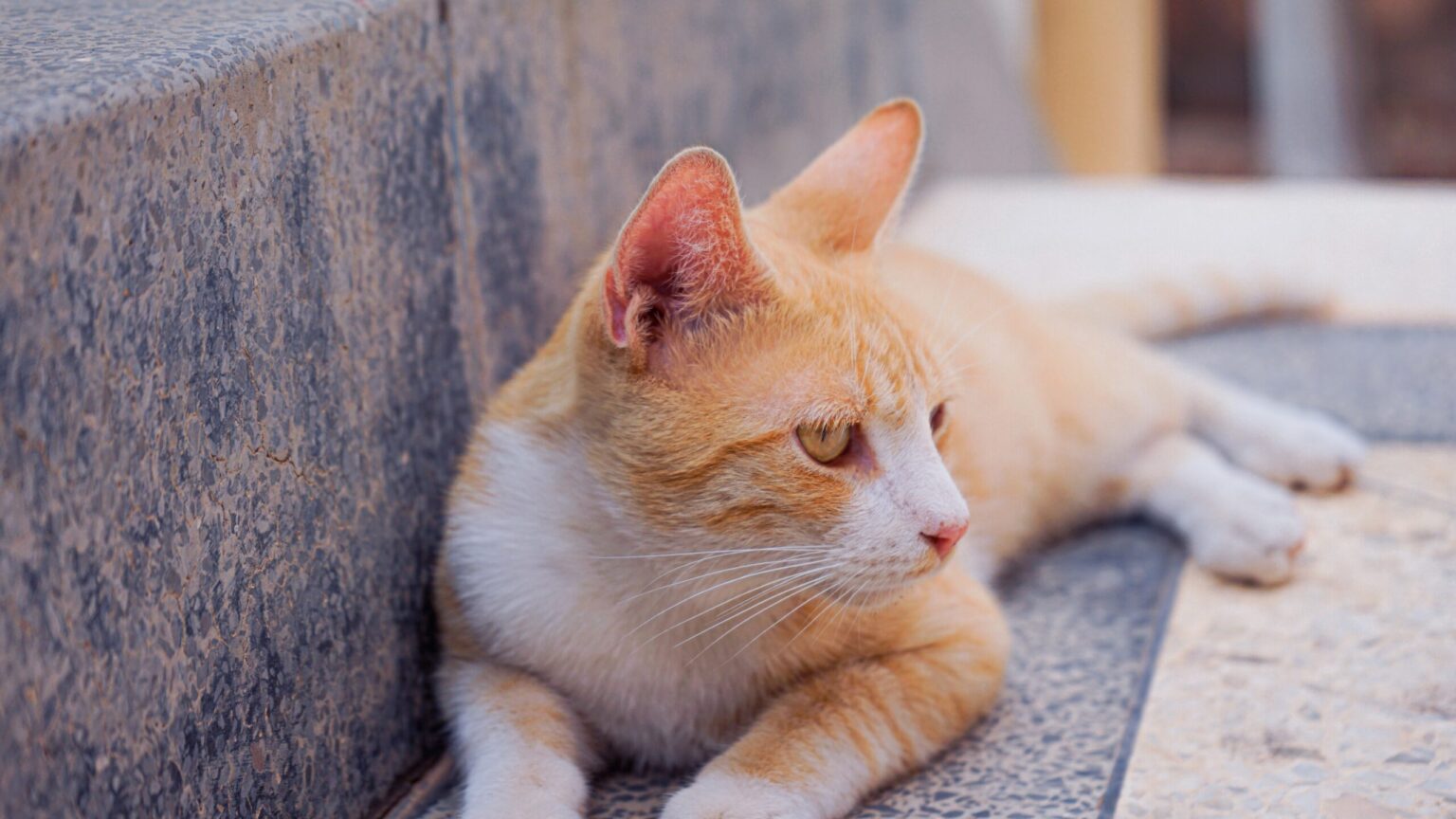 How Long Can Cats Go Without Food