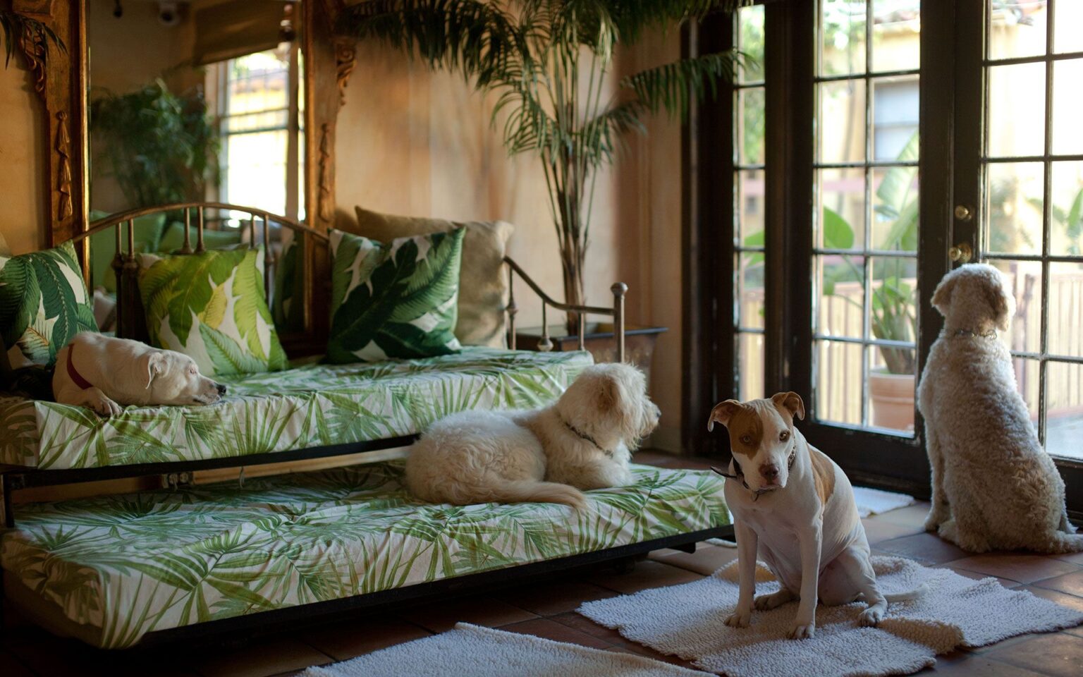 Indulge Your Furry Friends: Paradise Pet Resort’s Premier Pet Paradise Experience