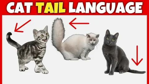 Decoding Tail Language: The 7 Micro-Movements That Reveal a Cat’s True Mood
