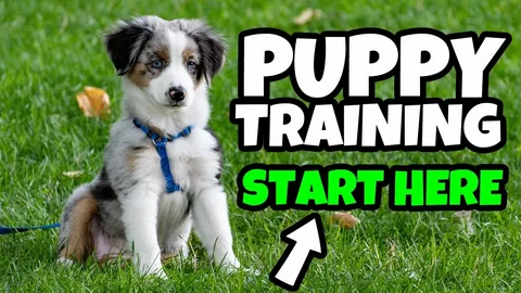 Puppy Leash Training: A Step-by-Step Guide for New Dog Owners