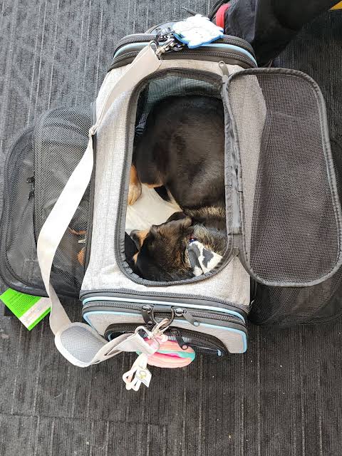 Your Puppy Is Flying to Seattle Without You. How Can You Plan a Safe Arrival?